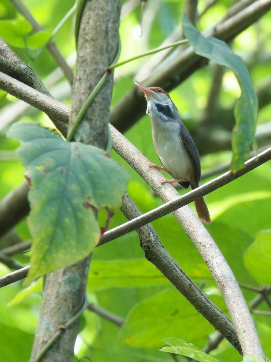 Rufous-tailed Tailorbird - ML638211229