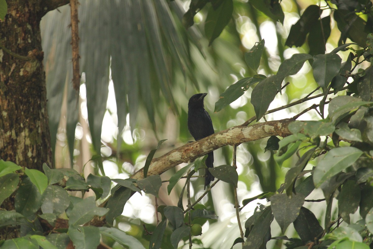Greater Racket-tailed Drongo - ML638211231
