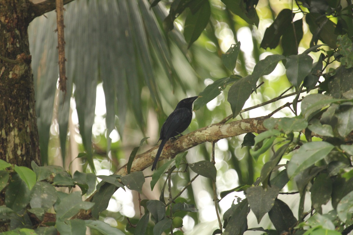 Greater Racket-tailed Drongo - ML638211245