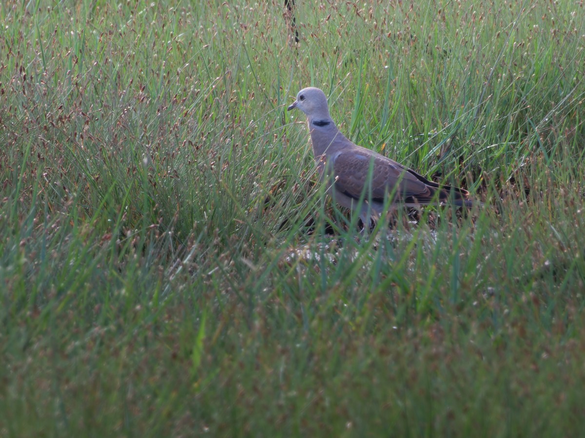 Red Collared-Dove - ML638211250