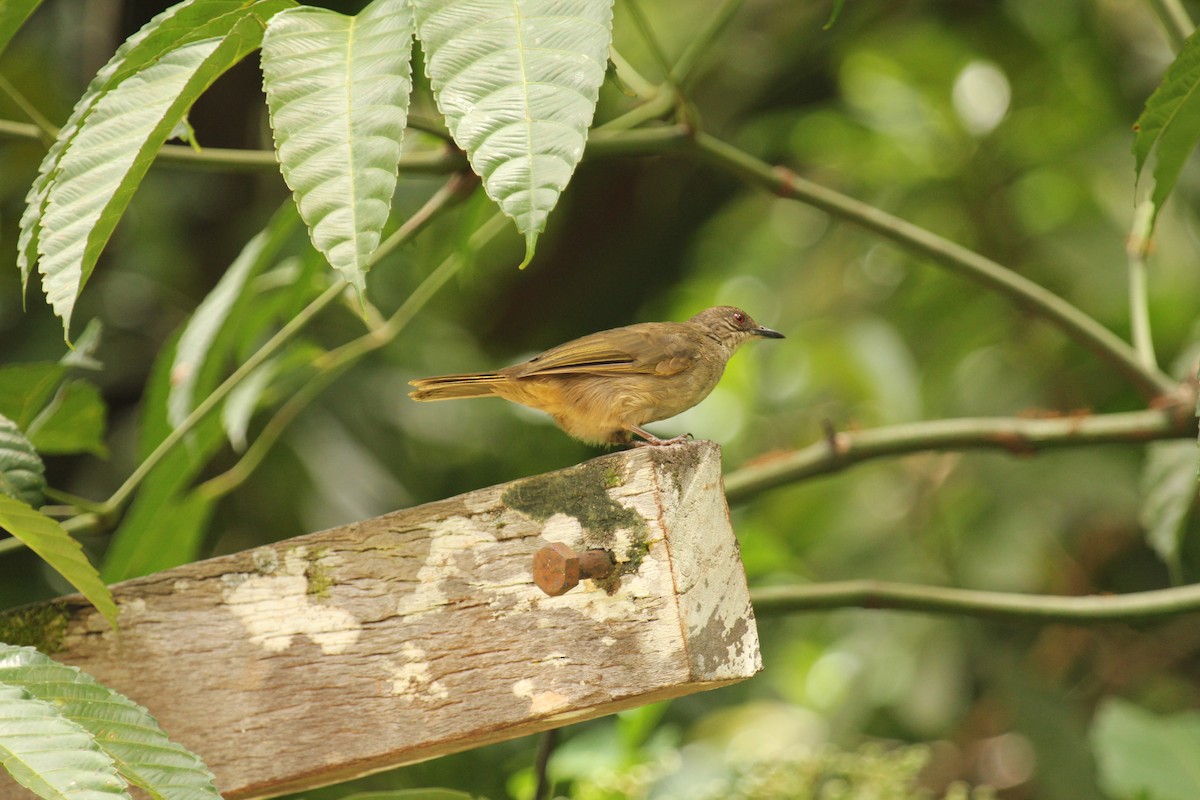 Olive-winged Bulbul - ML638211254