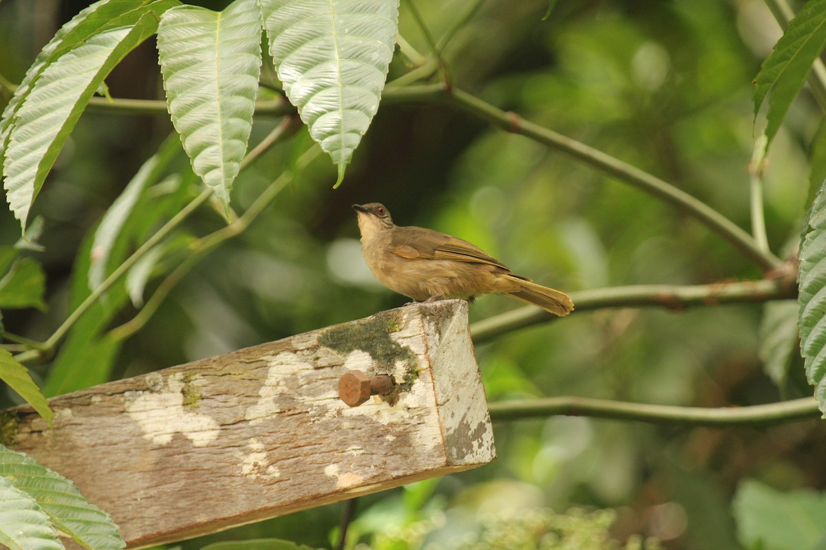 Olive-winged Bulbul - ML638211255