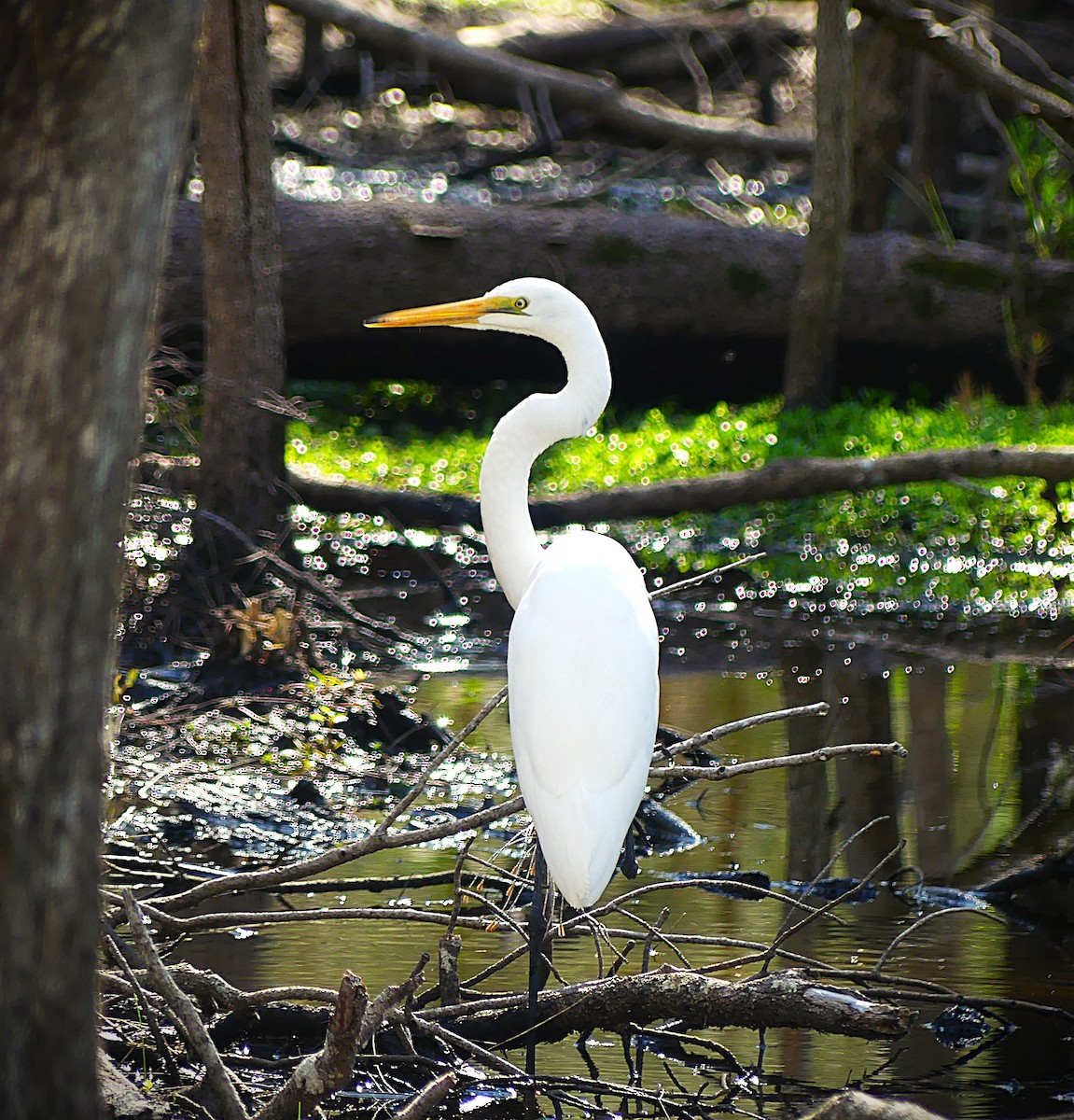 Great Egret - ML638211262