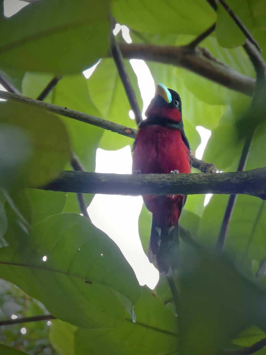 Black-and-red Broadbill - ML638211263