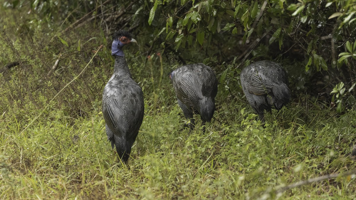Eastern Crested Guineafowl - ML638211276
