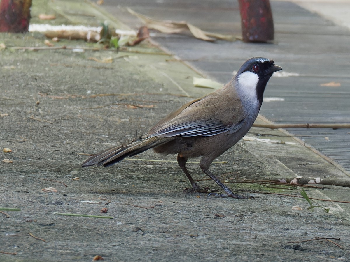 Black-throated Laughingthrush - ML638211280