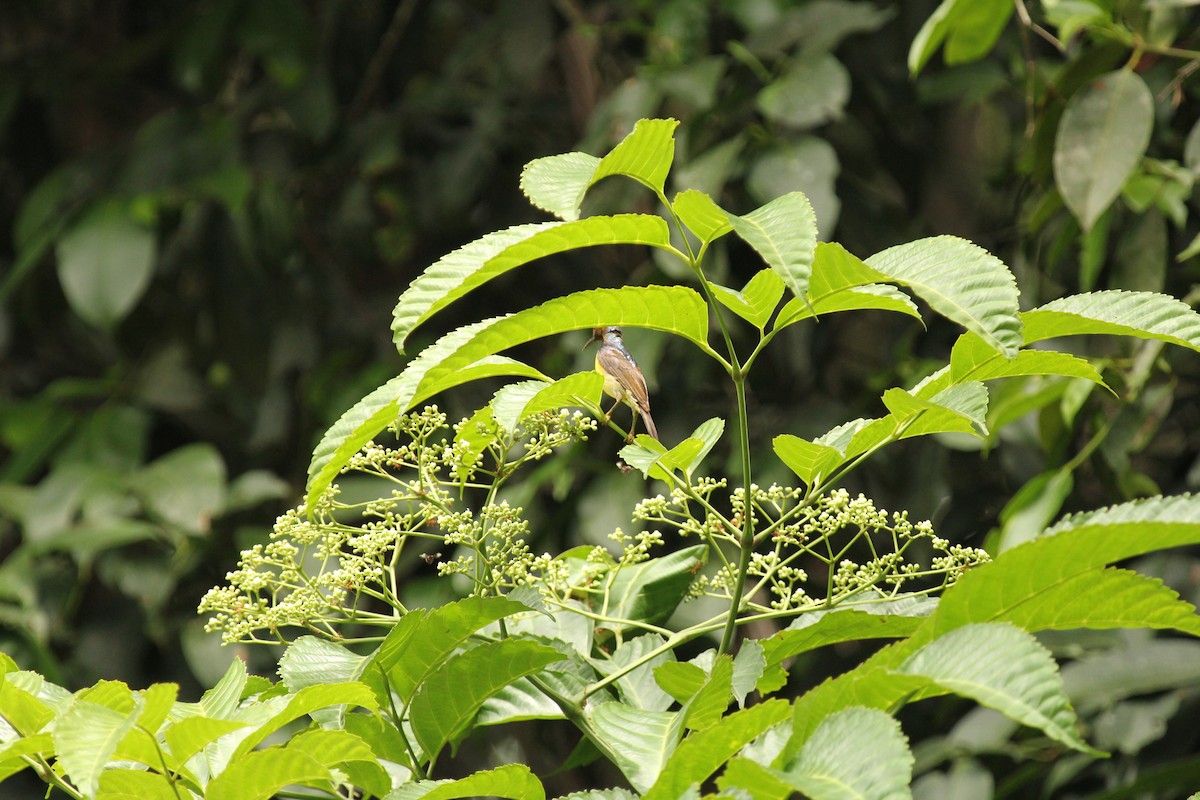 Brown-throated Sunbird - ML638211281
