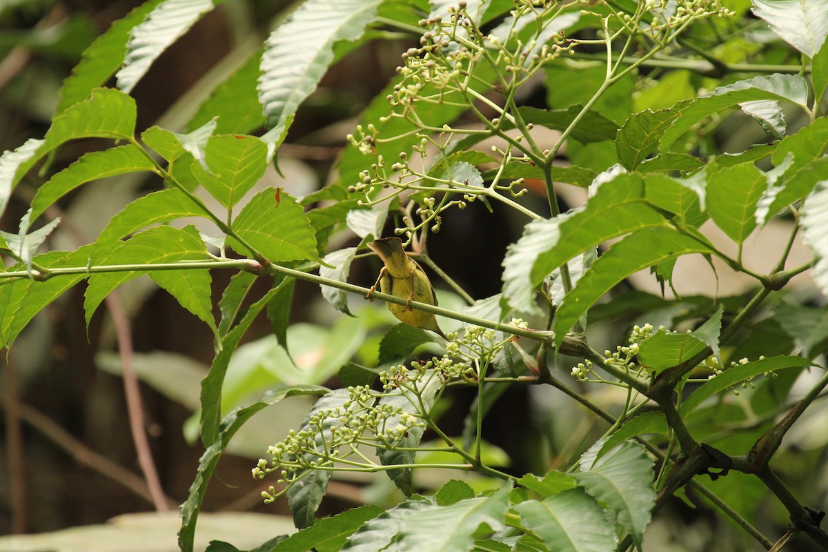 Brown-throated Sunbird - ML638211282