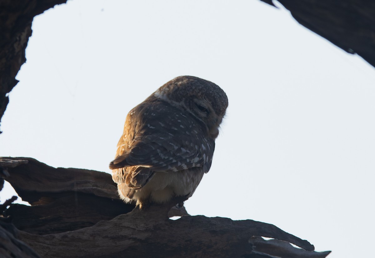Spotted Owlet - ML638211285