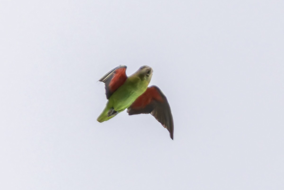 Blue-rumped Parrot - ML638211287