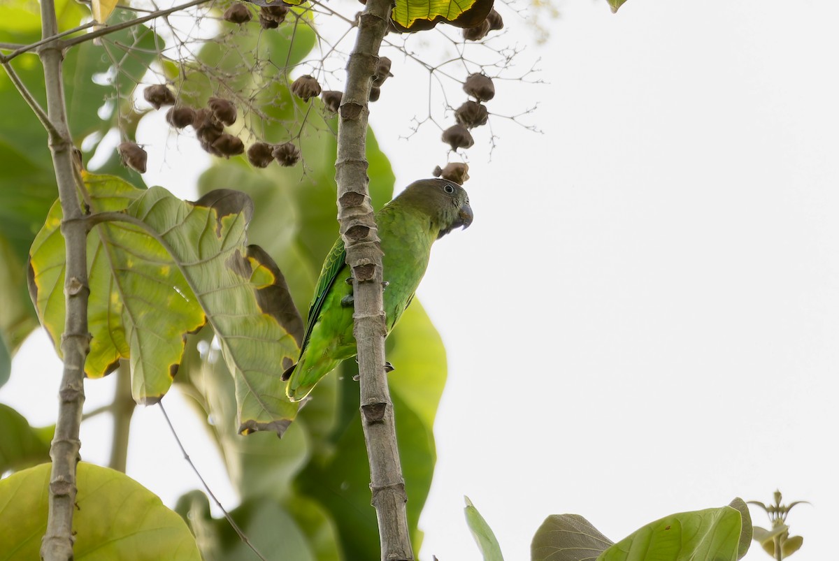 Blue-rumped Parrot - ML638211289