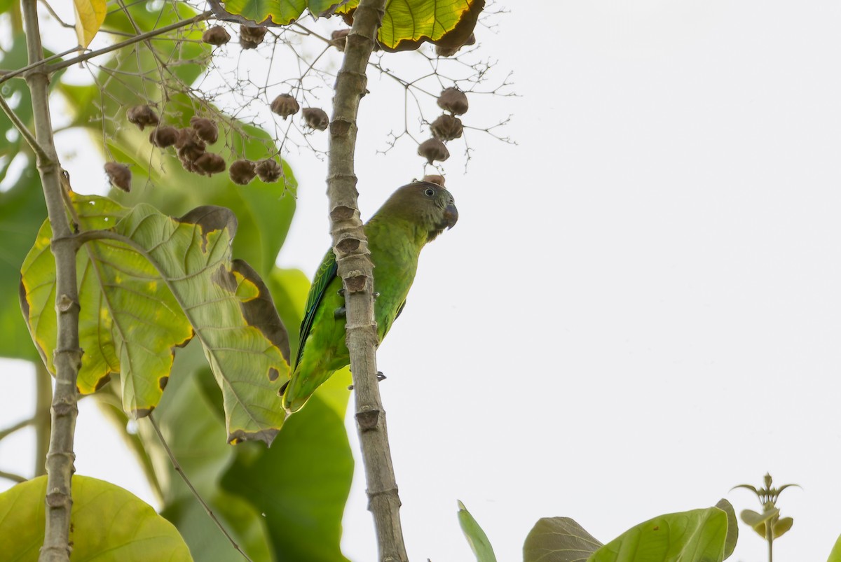 Blue-rumped Parrot - ML638211290