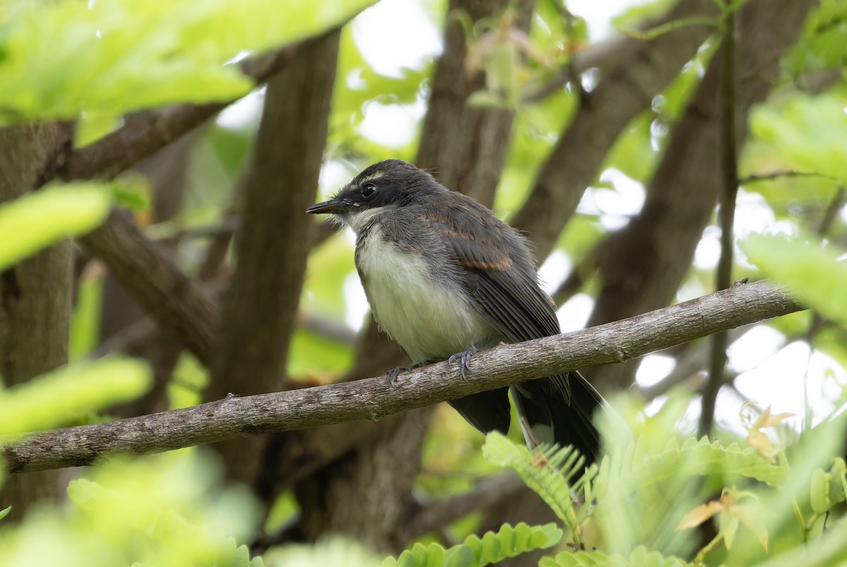 Malaysian Pied-Fantail - ML638211291
