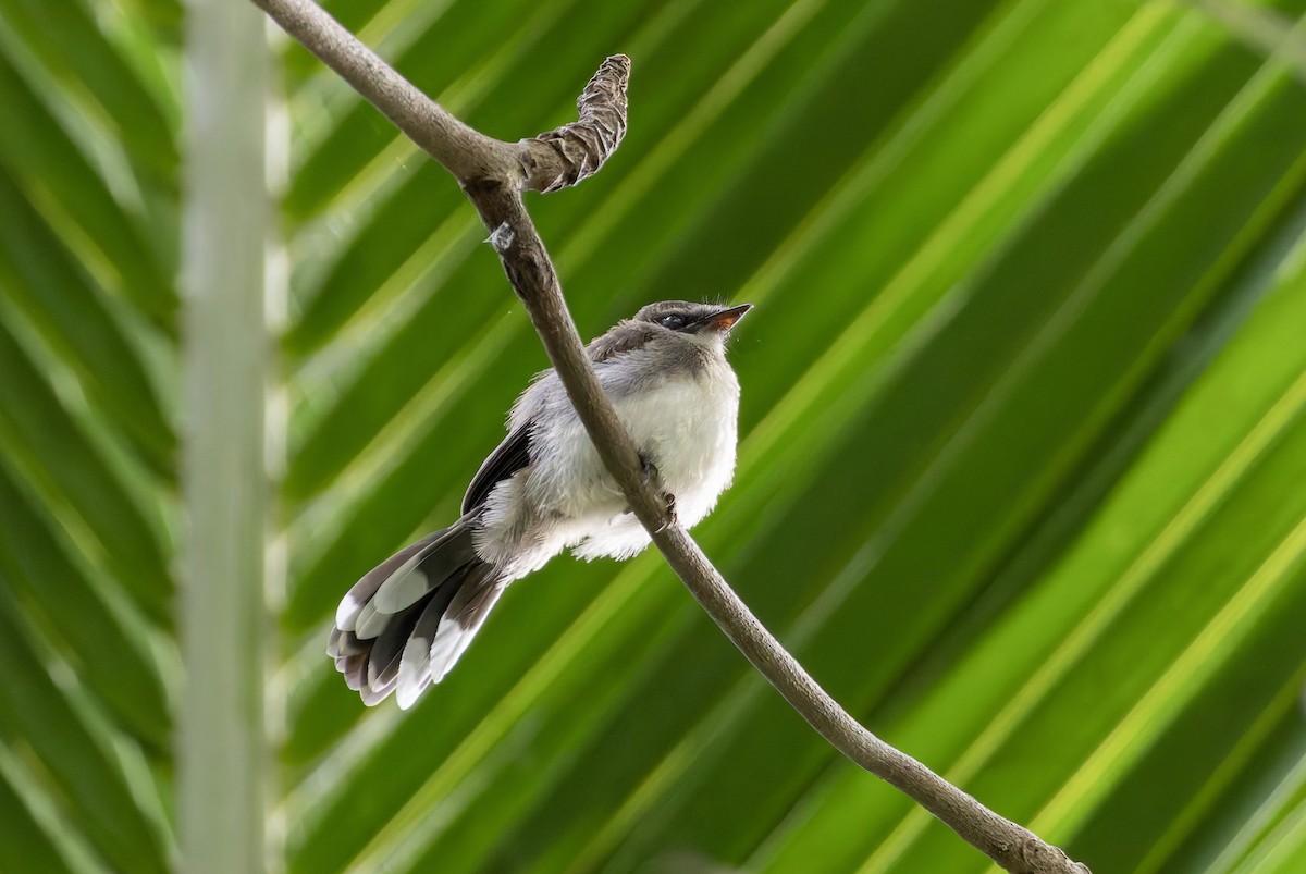 Malaysian Pied-Fantail - ML638211292