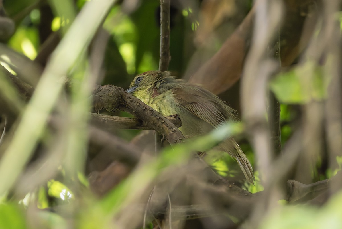 Pin-striped Tit-Babbler - ML638211297