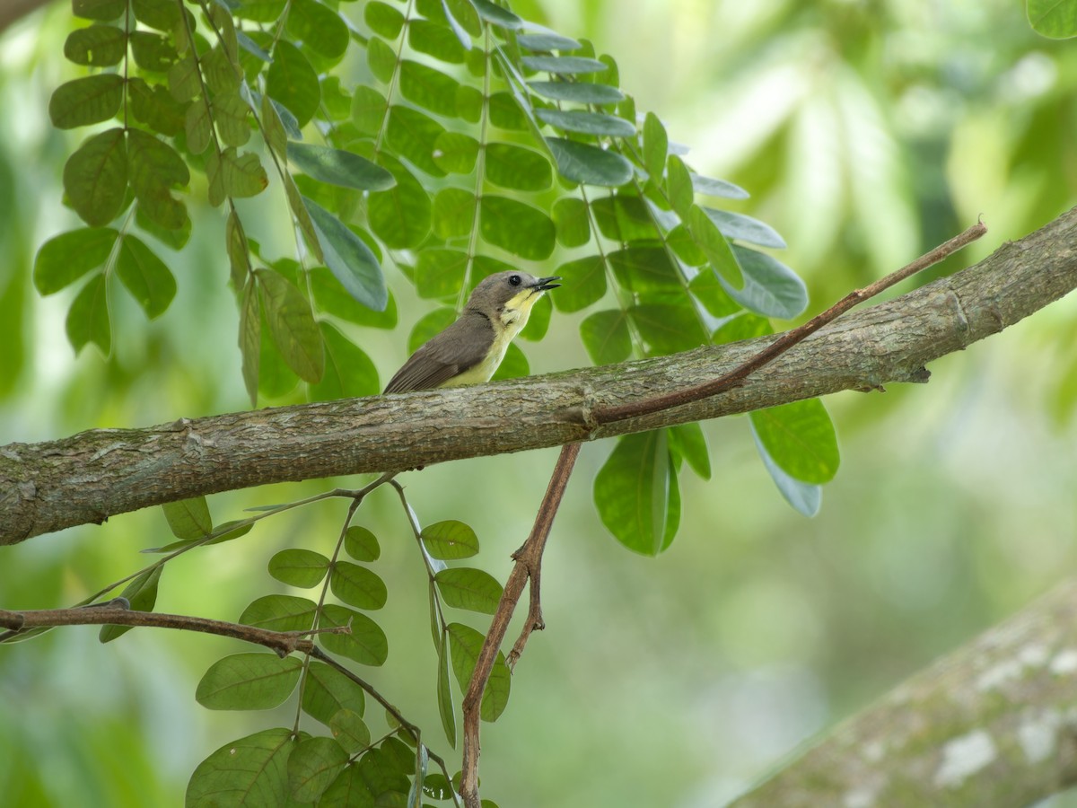 Golden-bellied Gerygone - ML638211299