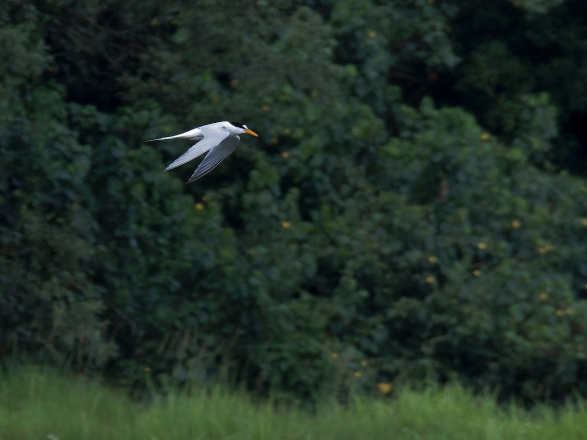 Little Tern - ML638211312