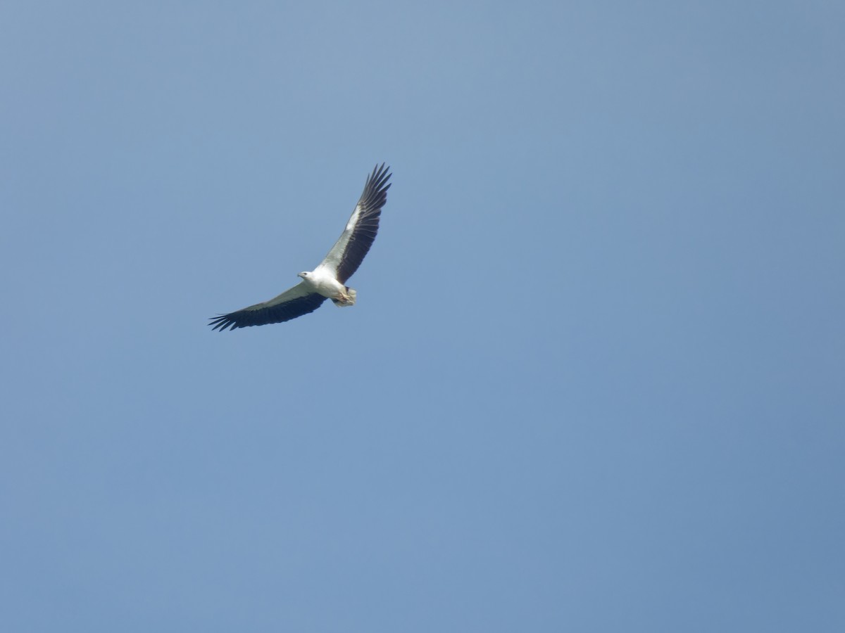 White-bellied Sea-Eagle - ML638211315