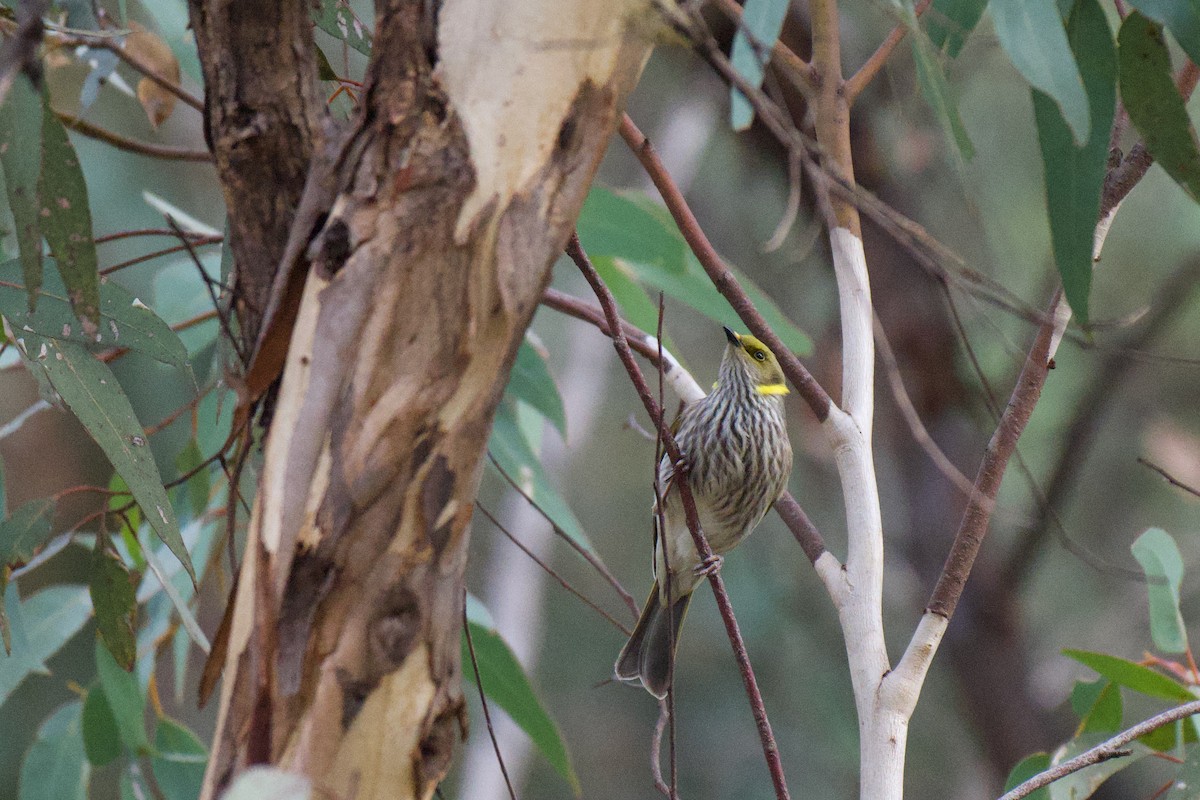 Yellow-plumed Honeyeater - ML638211318