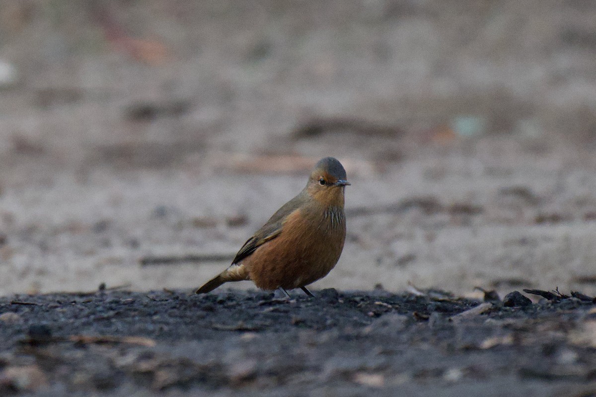 Rufous Treecreeper - ML638211319