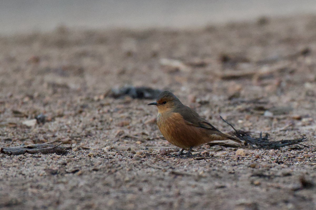 Rufous Treecreeper - ML638211320