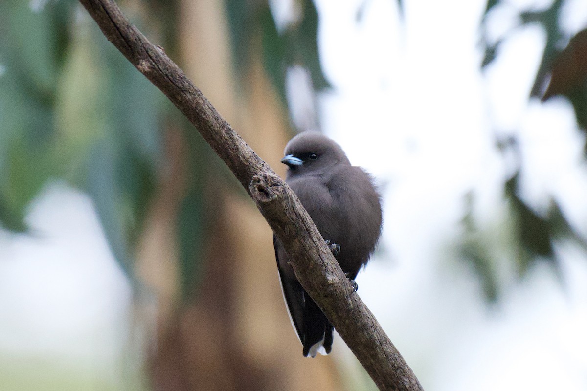 Dusky Woodswallow - ML638211321