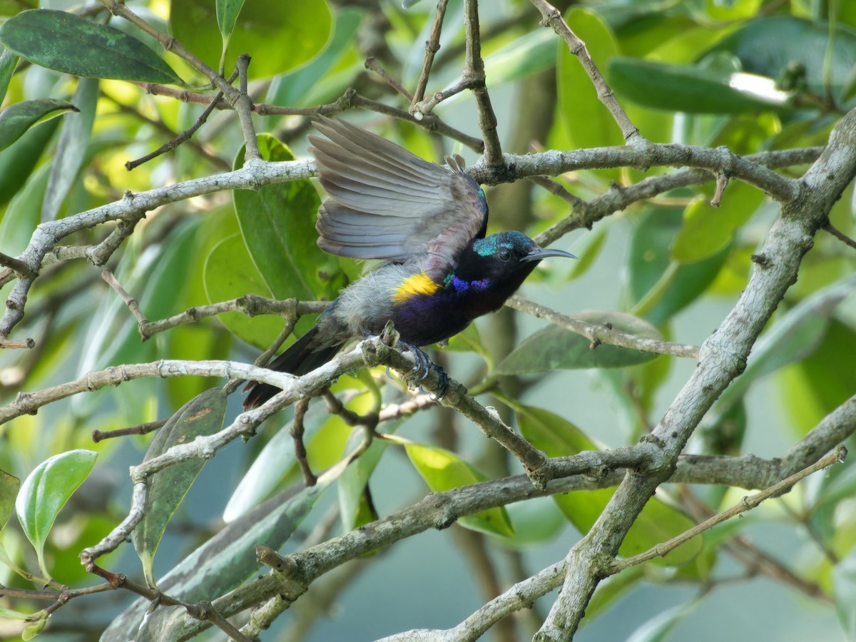 Copper-throated Sunbird - ML638211325