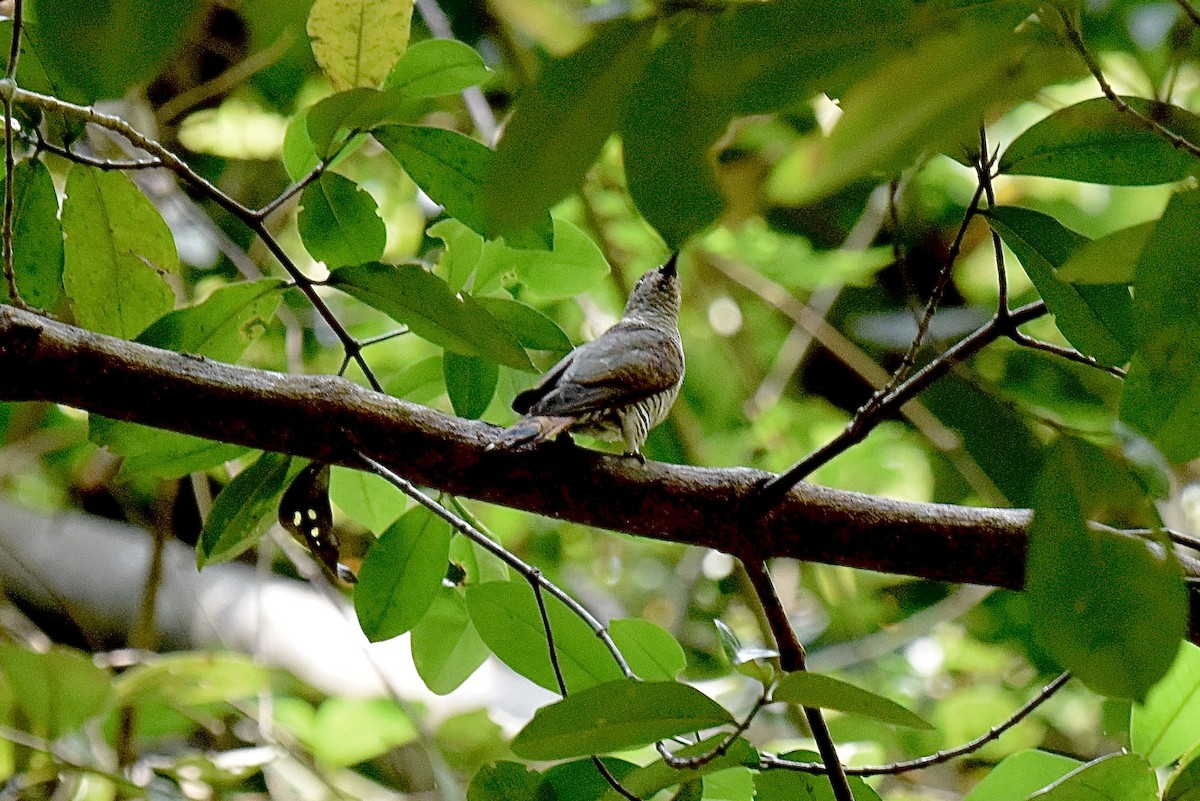 Banded Bay Cuckoo - ML638211380