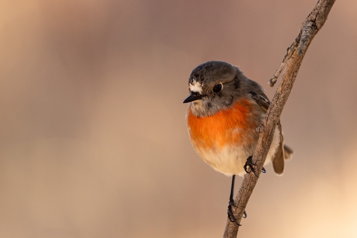 Scarlet Robin - ML638211386