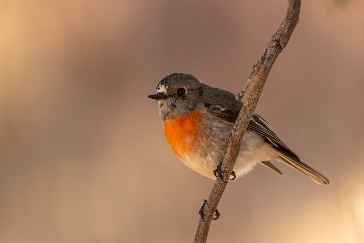 Scarlet Robin - ML638211387