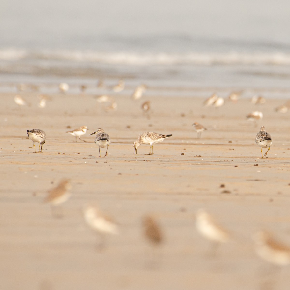 Great Knot - ML638211408