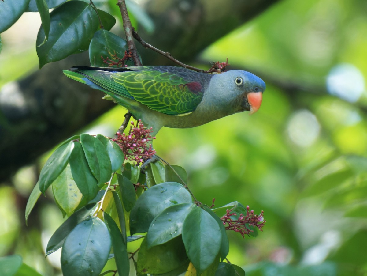 Blue-rumped Parrot - ML638211421
