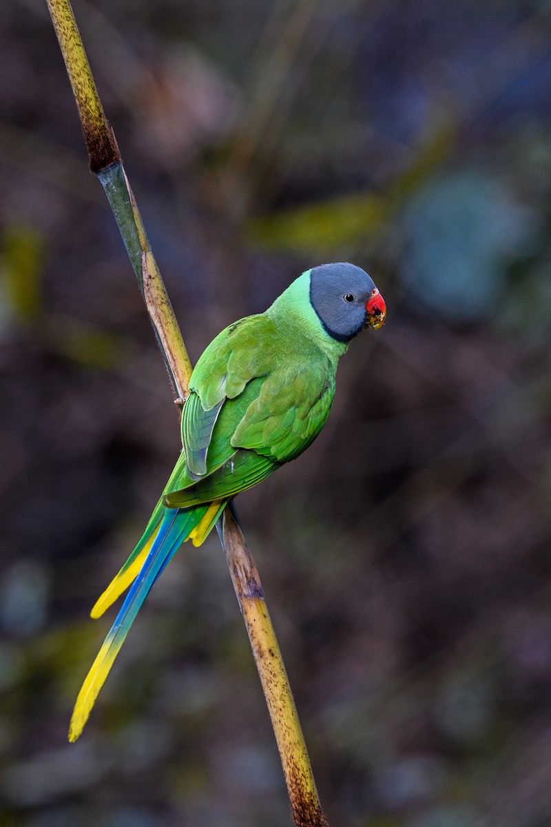 Slaty-headed Parakeet - ML638211458
