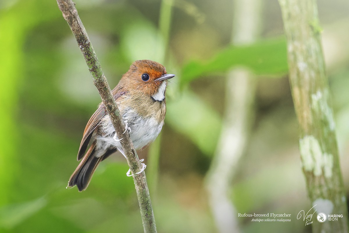 Rufous-browed Flycatcher - ML638211473