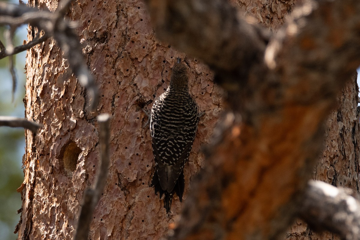 Williamson's Sapsucker - ML638211476