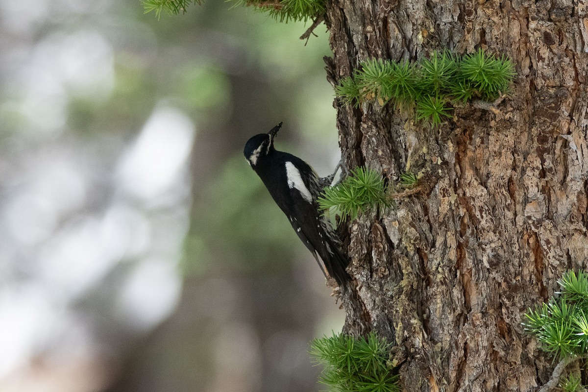 Williamson's Sapsucker - ML638211478
