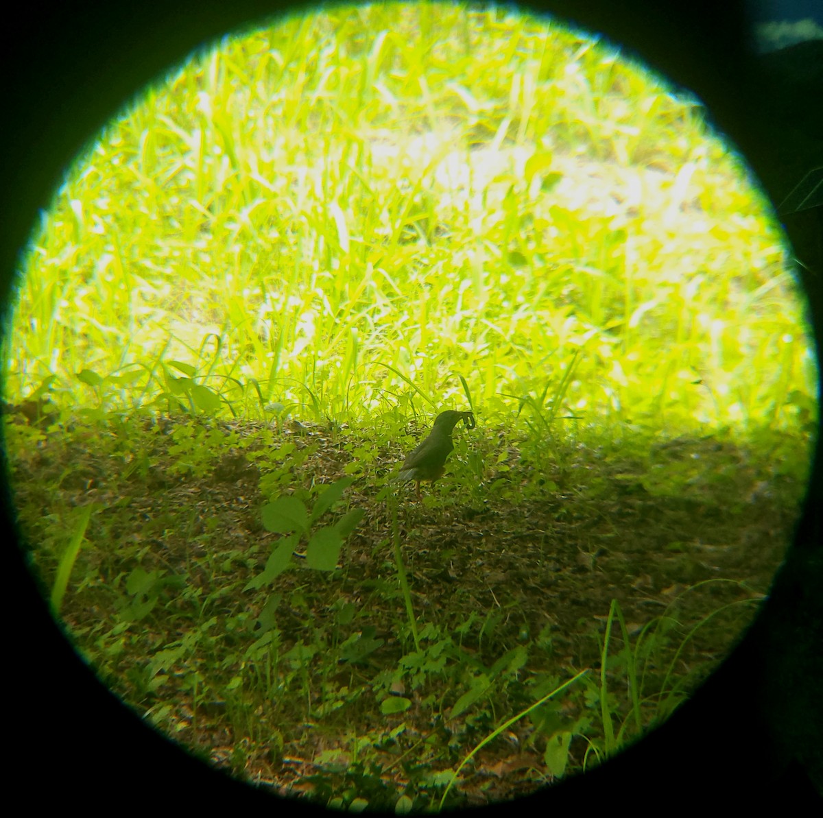 カラアカハラ - ML638211480
