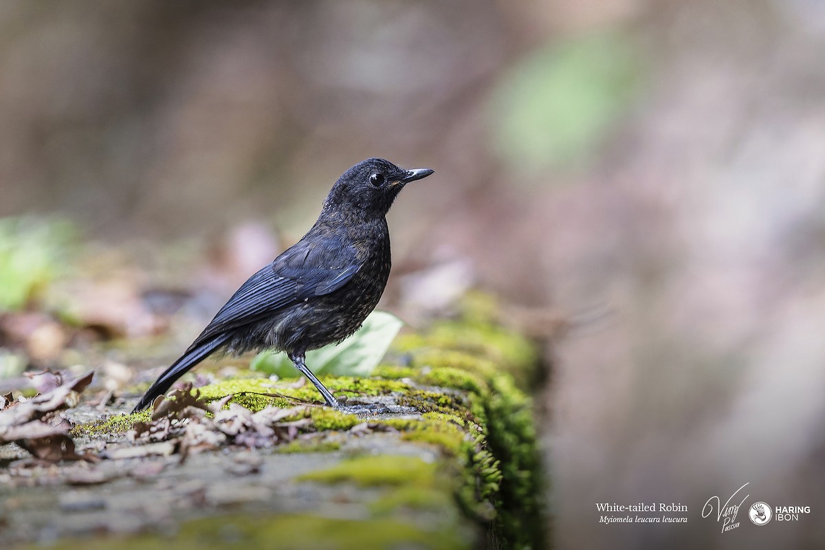 White-tailed Robin - ML638211487