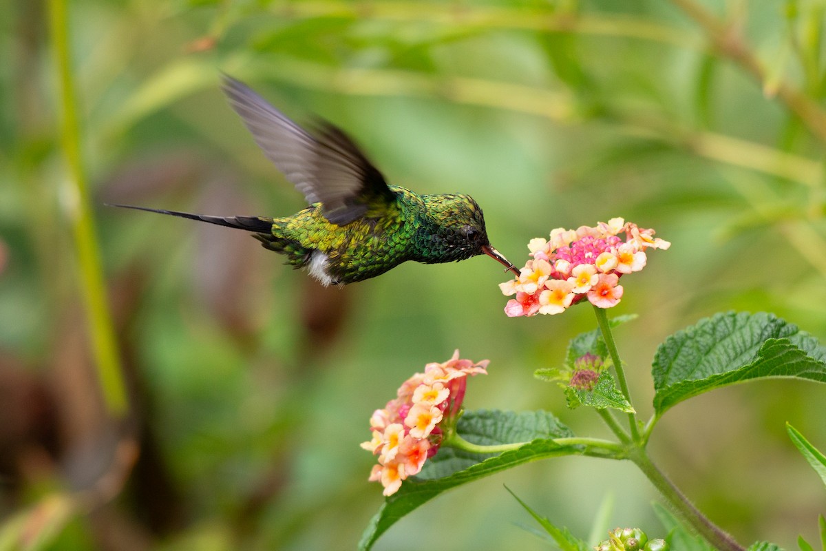 Golden-crowned Emerald - ML638211489