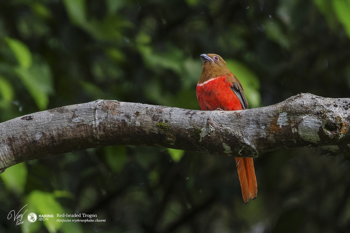 Red-headed Trogon - ML638211498