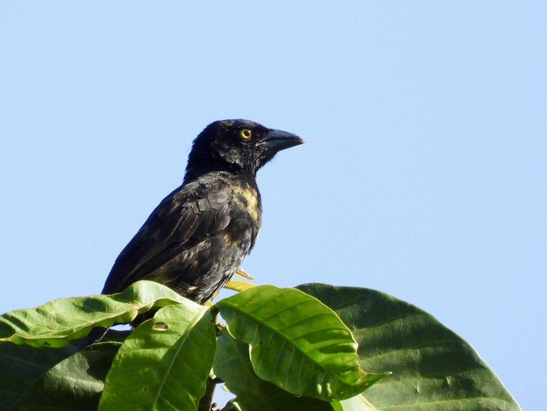 Vieillot's Black Weaver - ML638211504