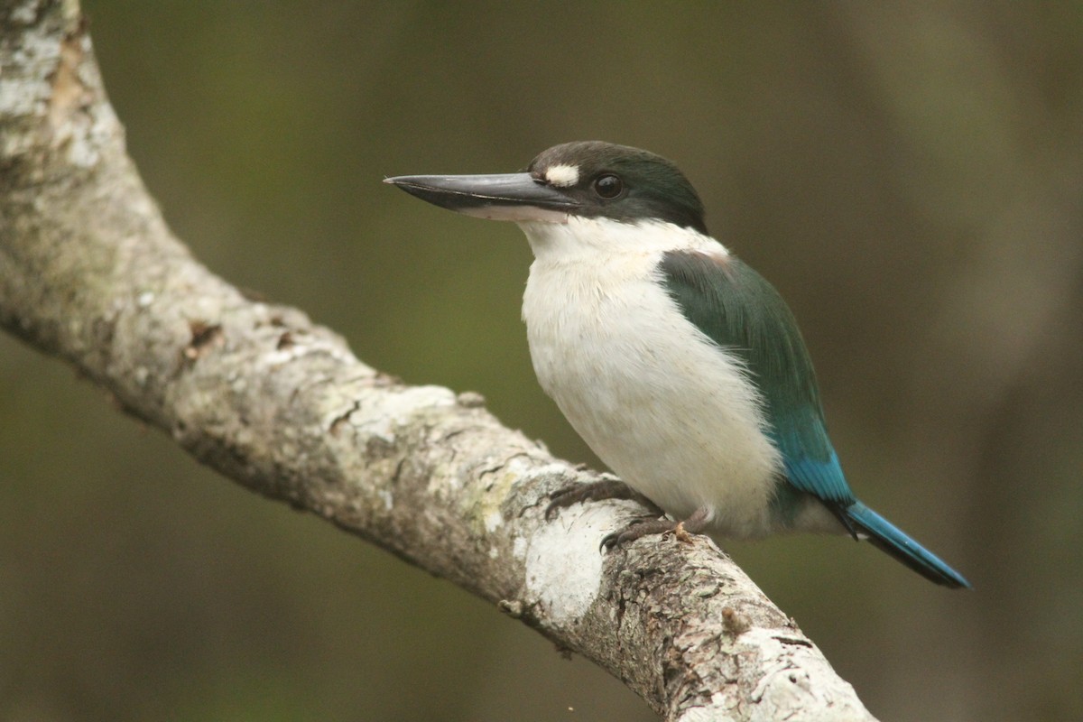 Torresian Kingfisher - ML638211505
