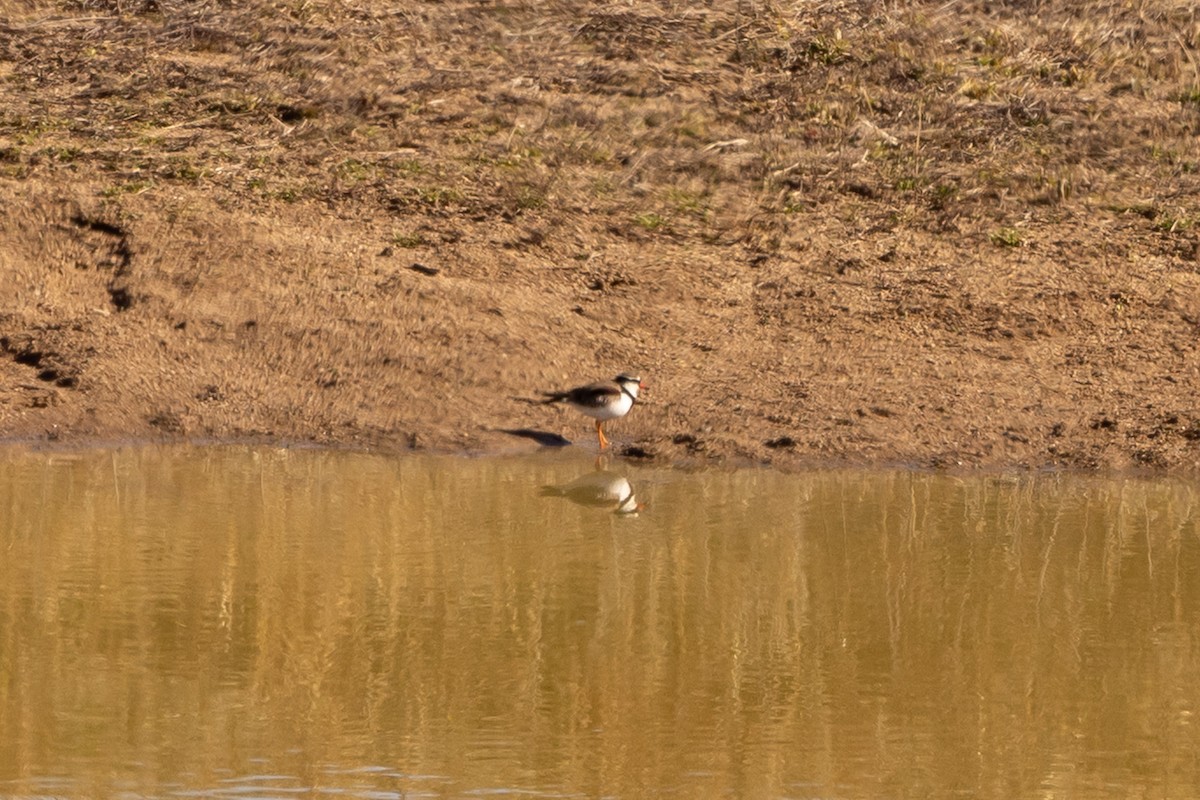 Black-fronted Dotterel - ML638211525