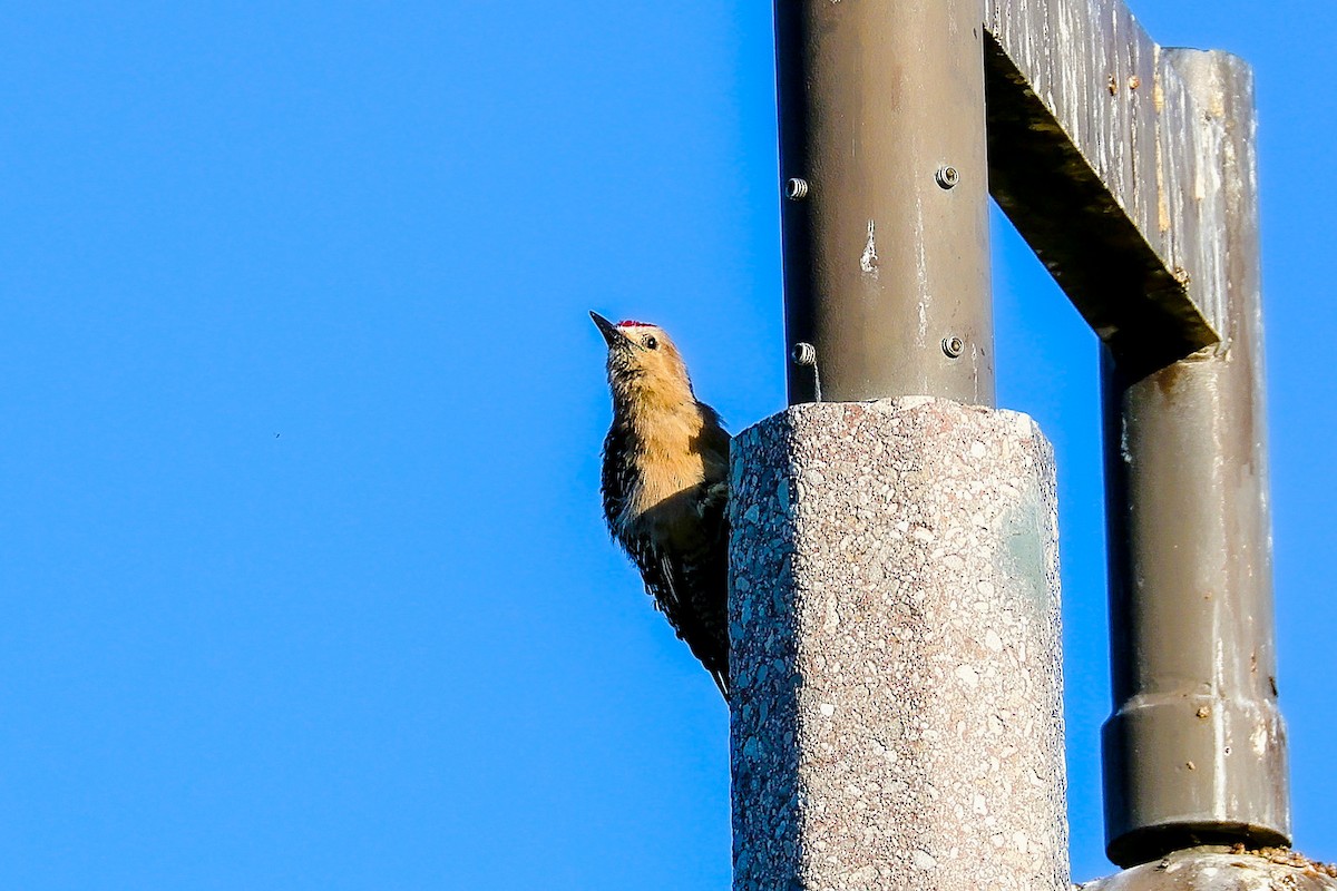 Gila Woodpecker - ML638211529