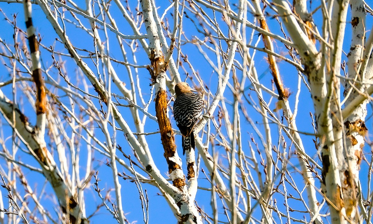 Gila Woodpecker - ML638211530