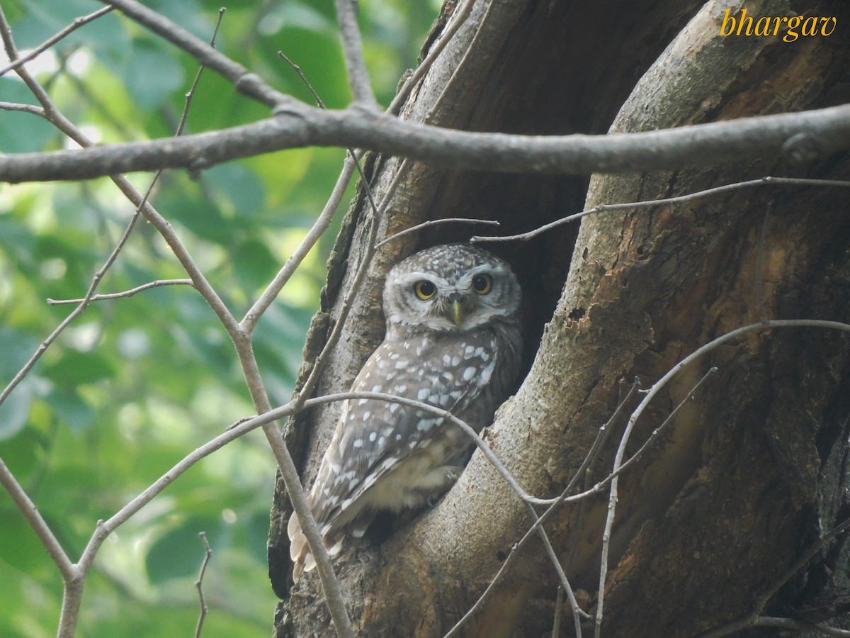 Spotted Owlet - ML638211546