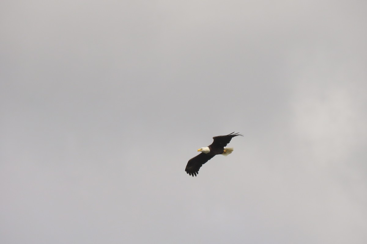 Bald Eagle - ML638211550