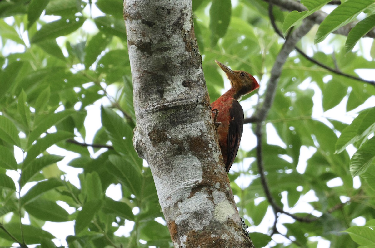 Orange-backed Woodpecker - ML638211556