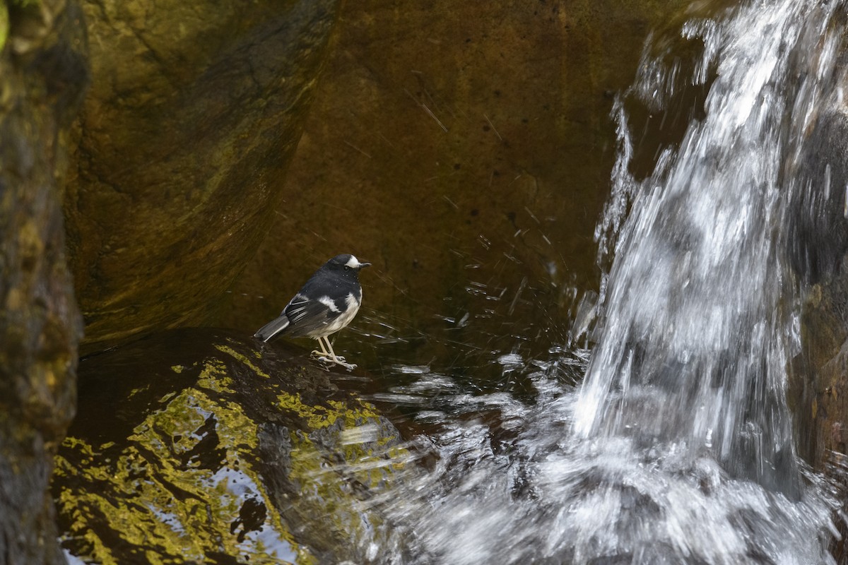 Little Forktail - ML638211564