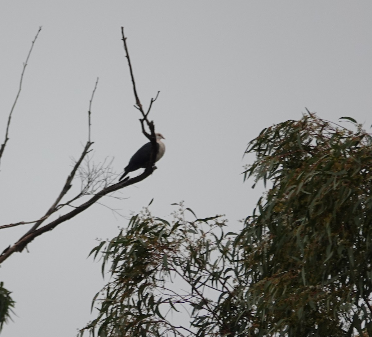 White-headed Pigeon - ML638211593